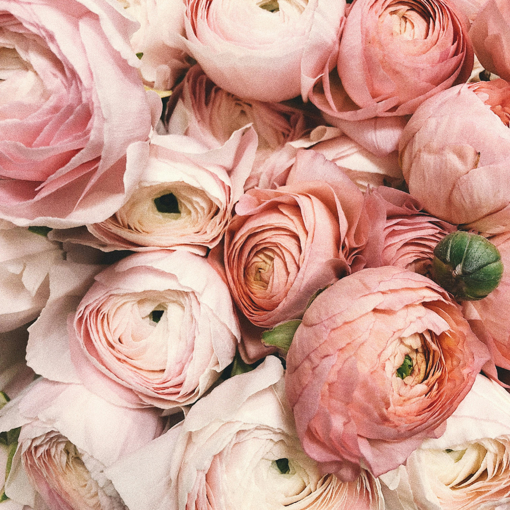 A close-up of pink roses in full bloom, their delicate petals unfolding in soft, romantic elegance.