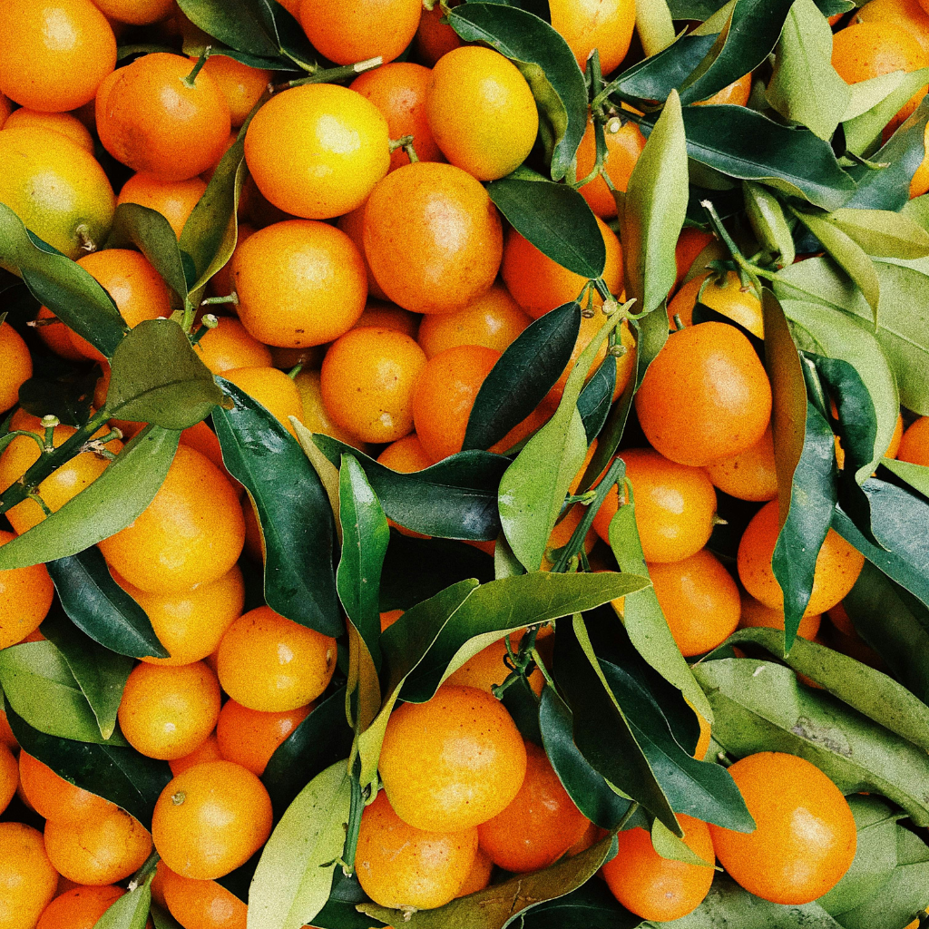 A sunlit orange tree with ripe, golden oranges hanging from its branches, glowing under warm beams of sunlight, embodying pure, zesty brightness.
