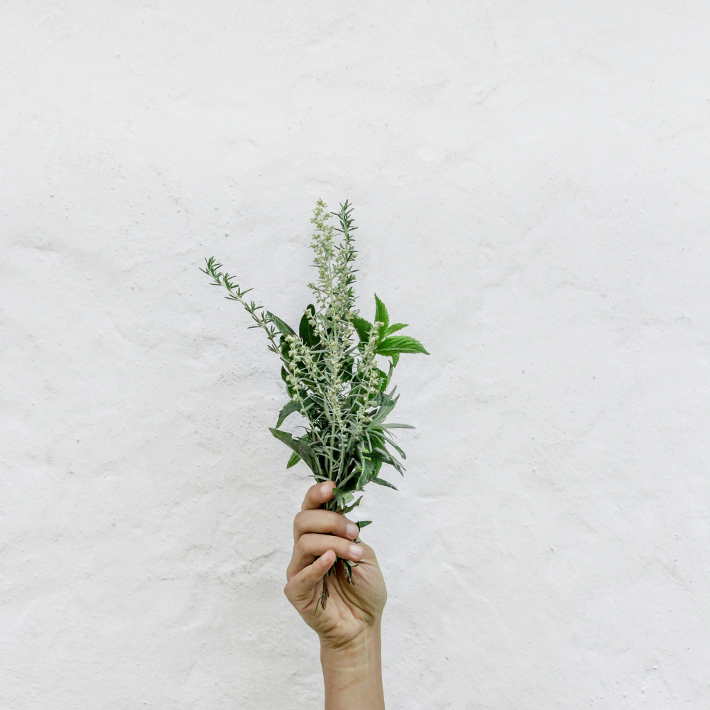 A simple yet vibrant image of a hand holding a fresh herb bunch against a clean white background, capturing the crisp and revitalizing essence of greenery.